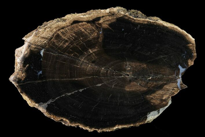Bargain, Petrified Wood (Schinoxylon) Round -Blue Forest, Wyoming #166517